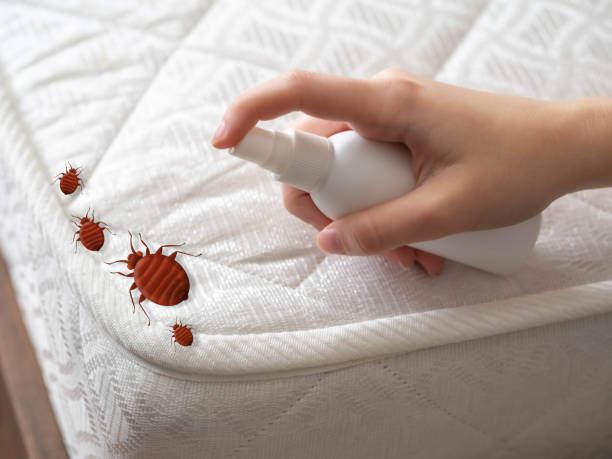 Best Termite Control Services  in Sunland Park, NM